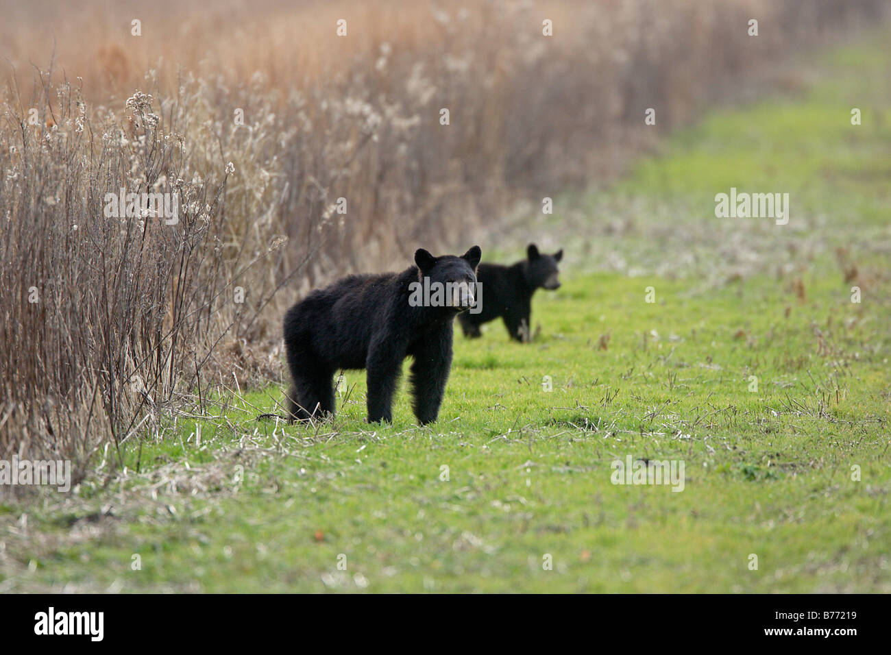 Black Bear madre e cub Carolina del Nord Foto Stock