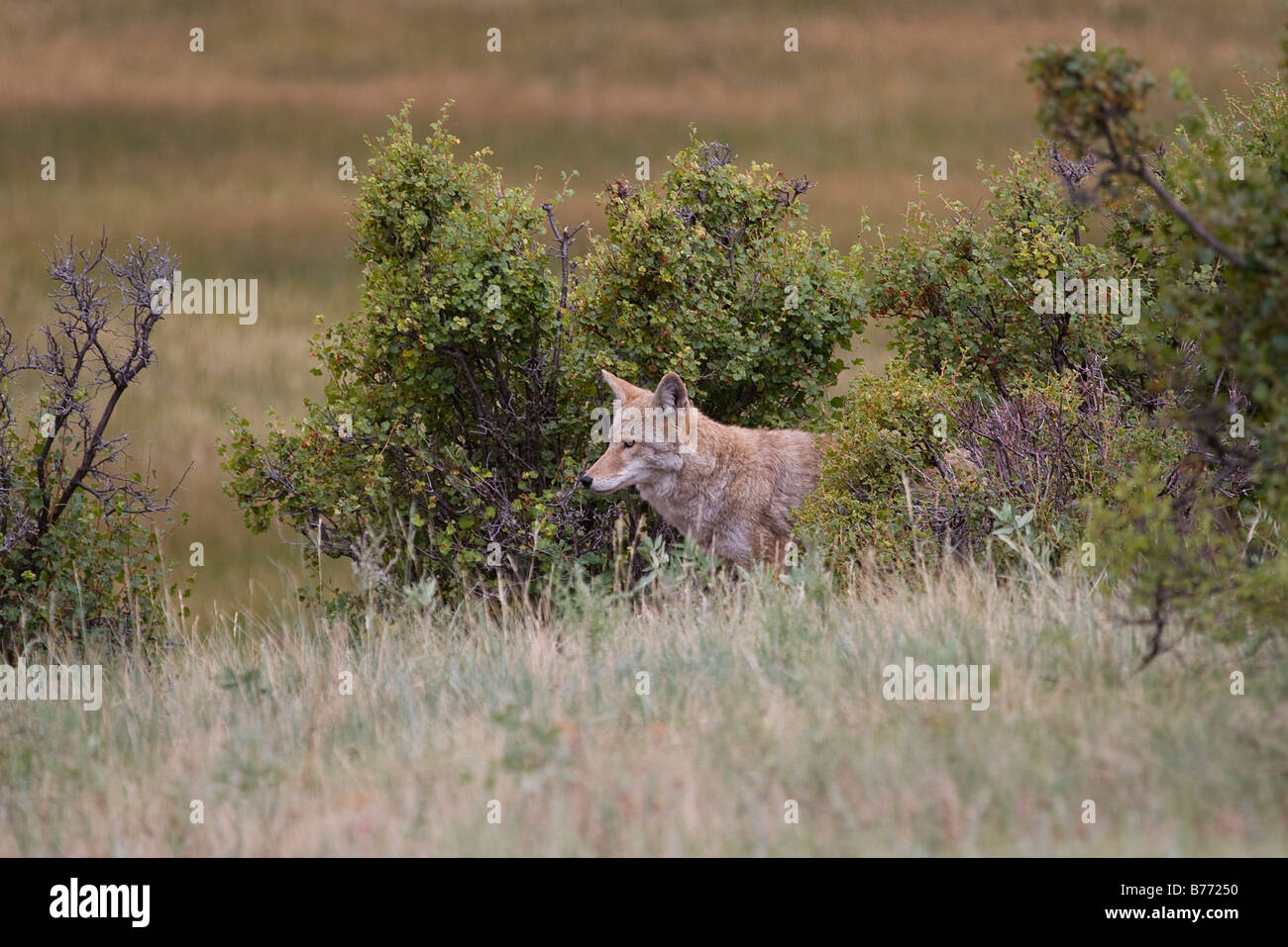 Coyote sorge in un prato nel Parco Nazionale di Yellowstone Foto Stock