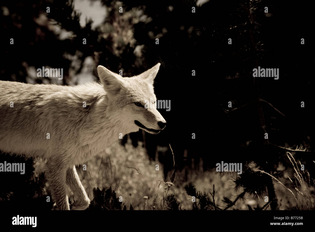 Coyote in movimento nel Parco Nazionale di Yellowstone seppia Foto Stock