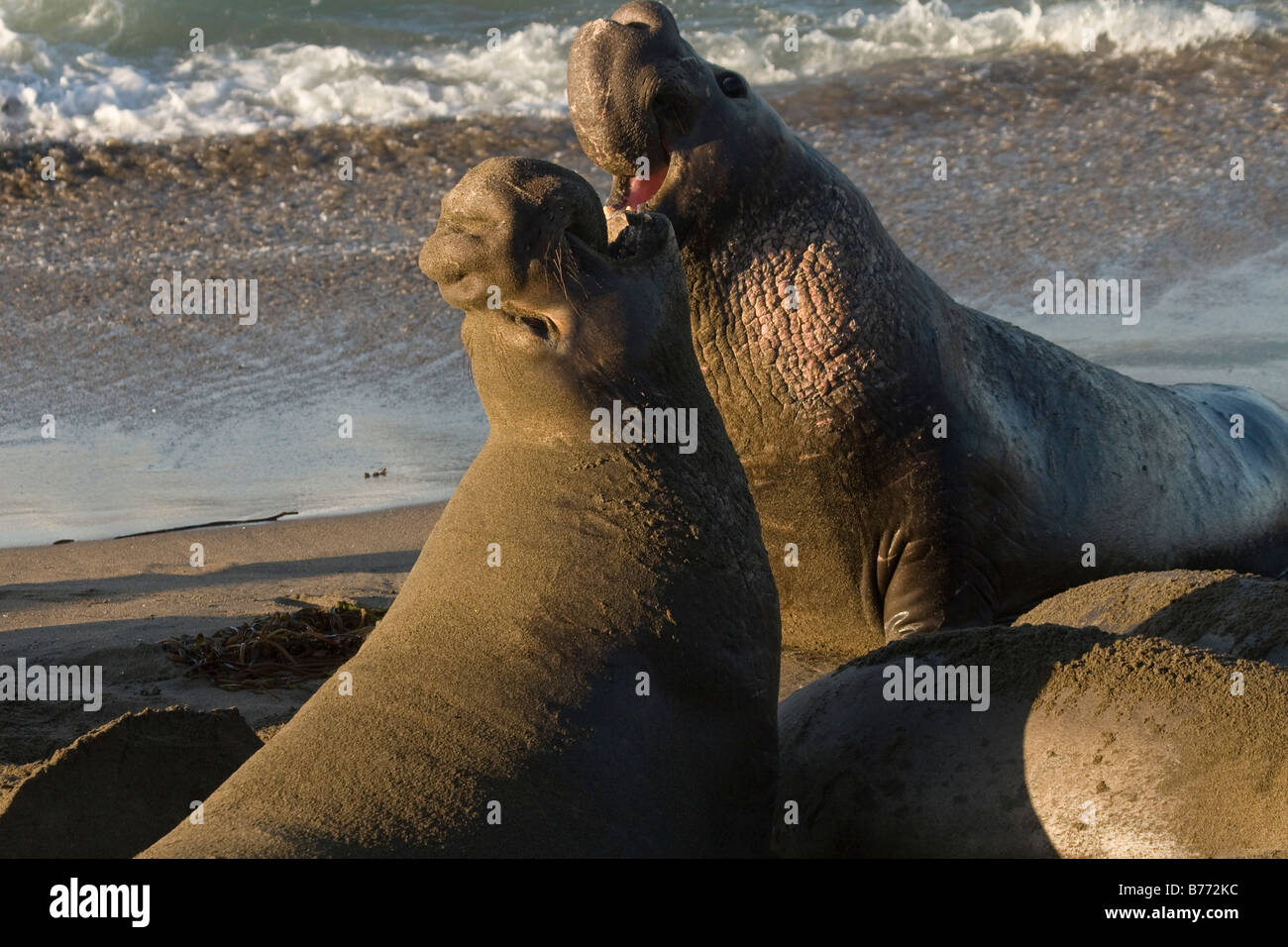 Maschio di guarnizioni di elefante in combattimenti su PIEDRAS BLANCAS Spiaggia di San Simeone Foto Stock