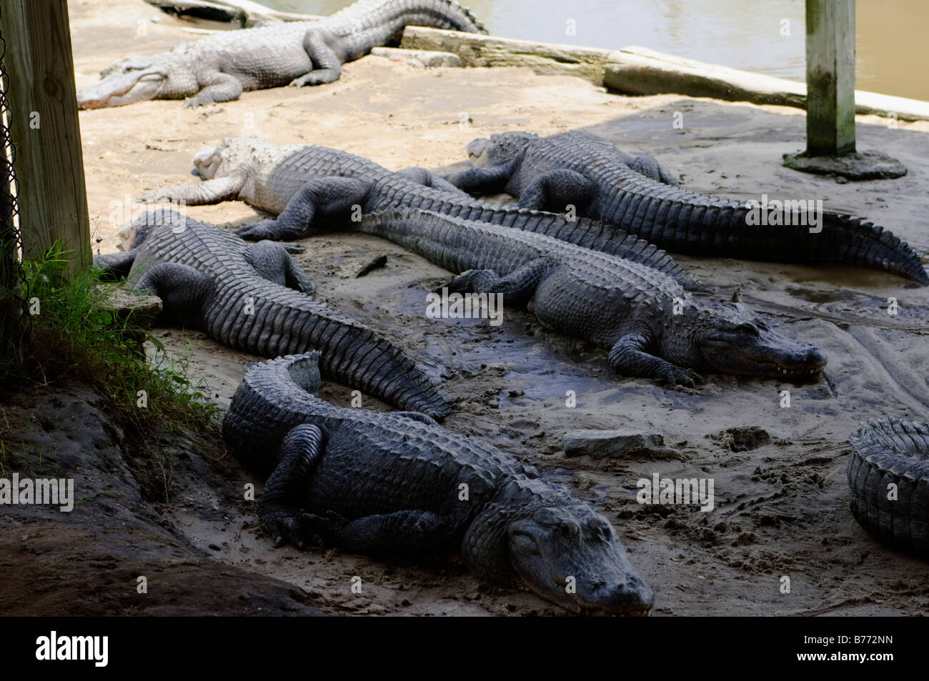 Alligatori nascondendo da sole a Alligator Adventure in Myrtle Beach South Carolina Foto Stock