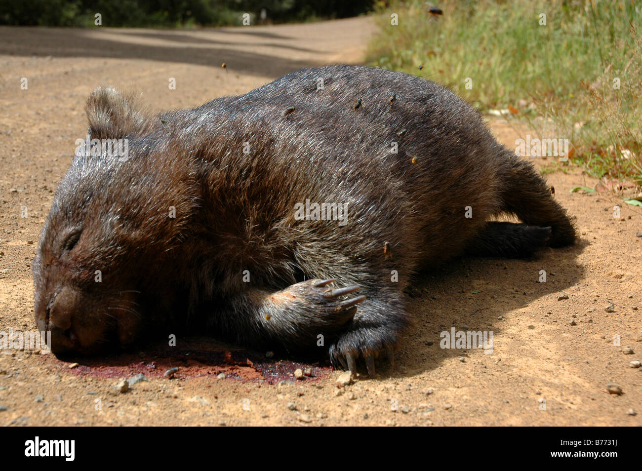 Un road-ucciso wombat circondato da mosche e api, in Tasmania, Australia. Foto Stock