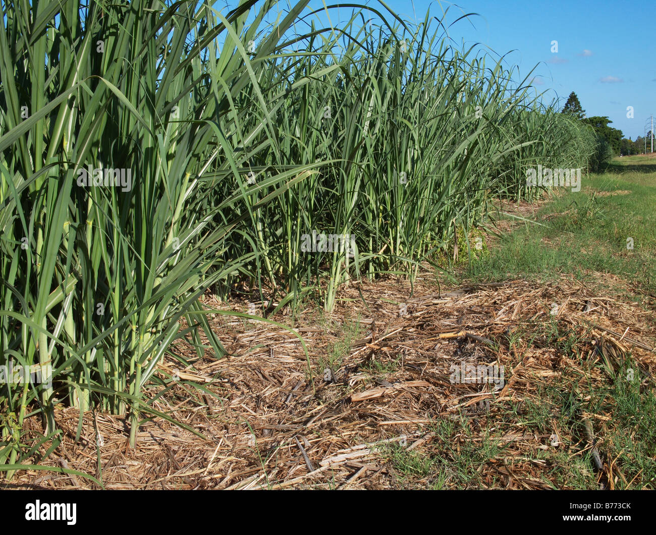 Childers campi di canna da zucchero Foto Stock