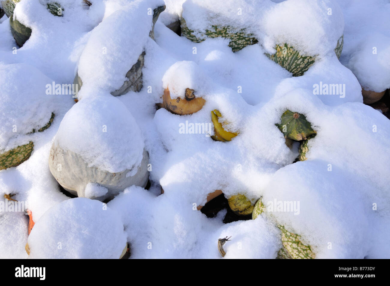 Coperte di neve zucche Foto Stock