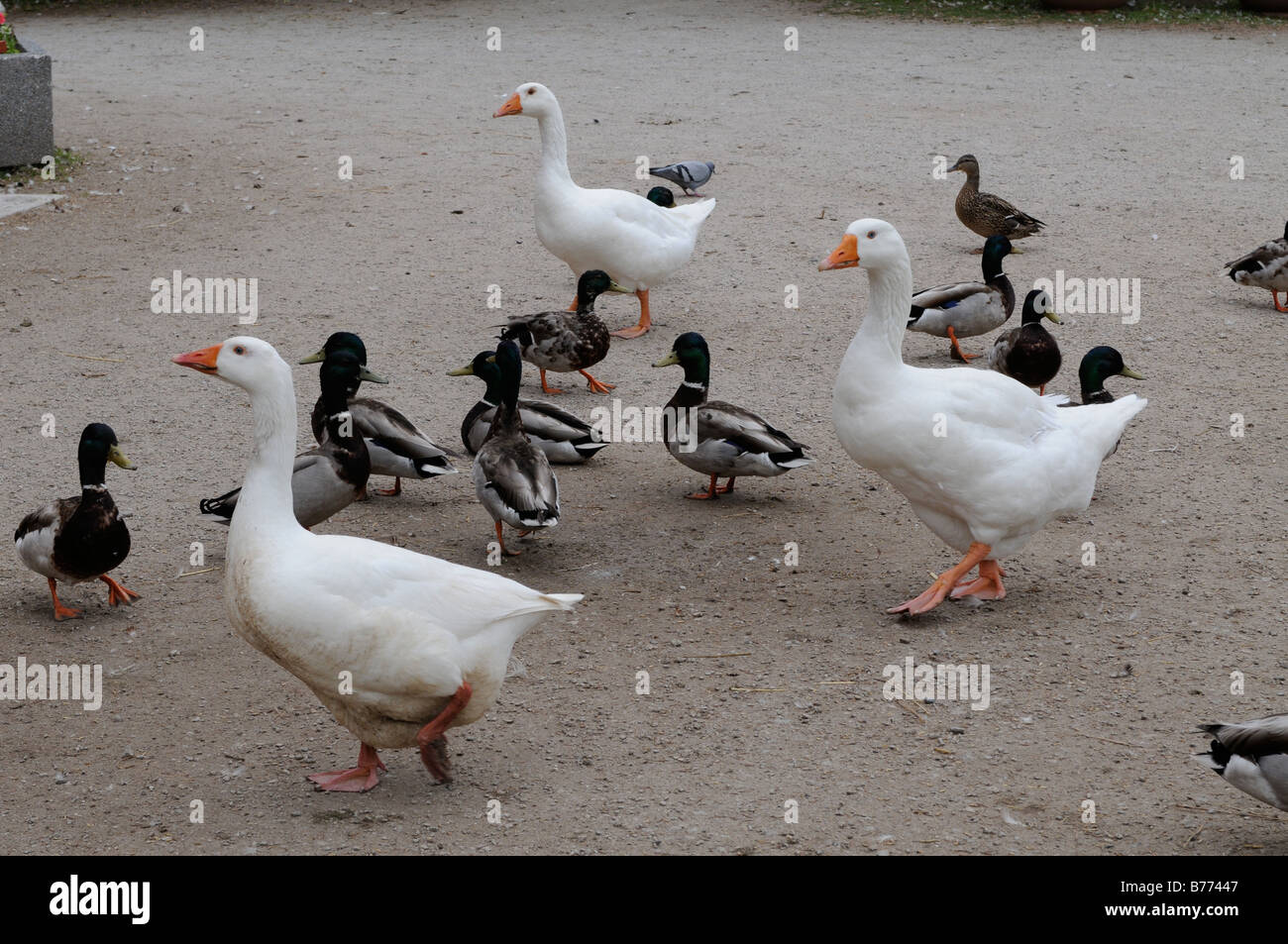 Le anatre domestiche e le anatre domestiche Foto Stock