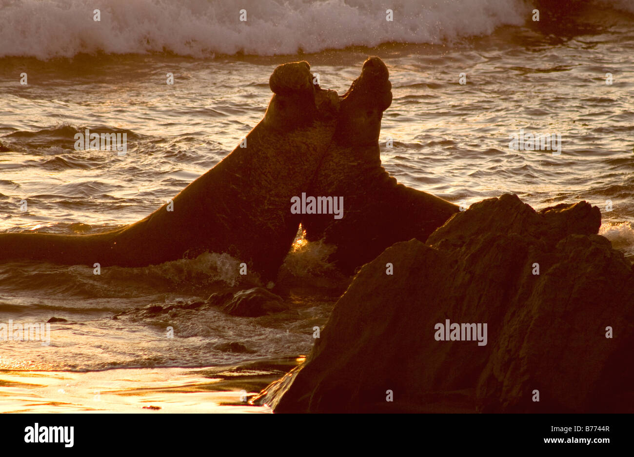 Maschio di guarnizioni di elefante in combattimenti su PIEDRAS BLANCAS Spiaggia di San Simeone al tramonto Foto Stock