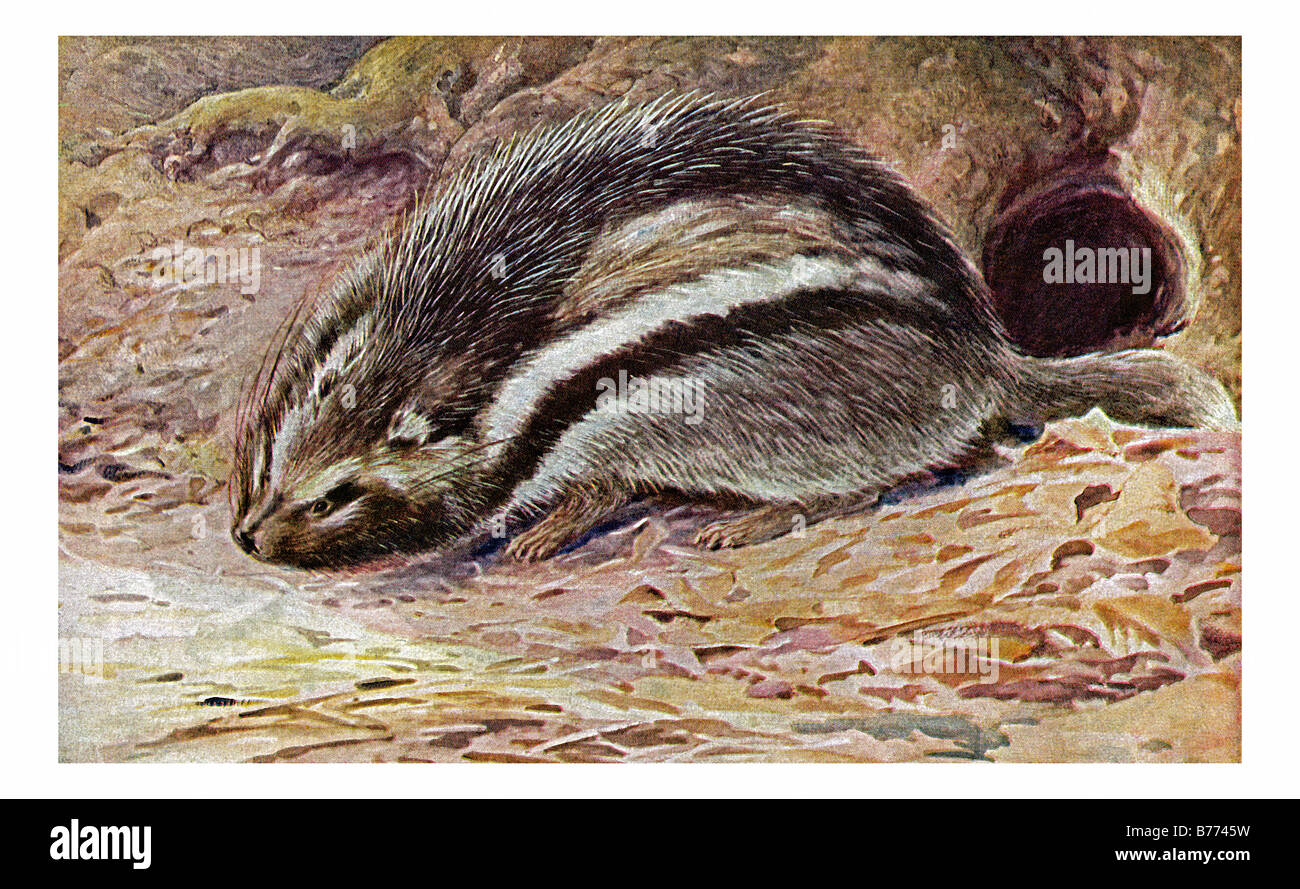 Una illustrazione di un Maned rat in appoggio al di fuori del suo foro-in-the-terra Foto Stock