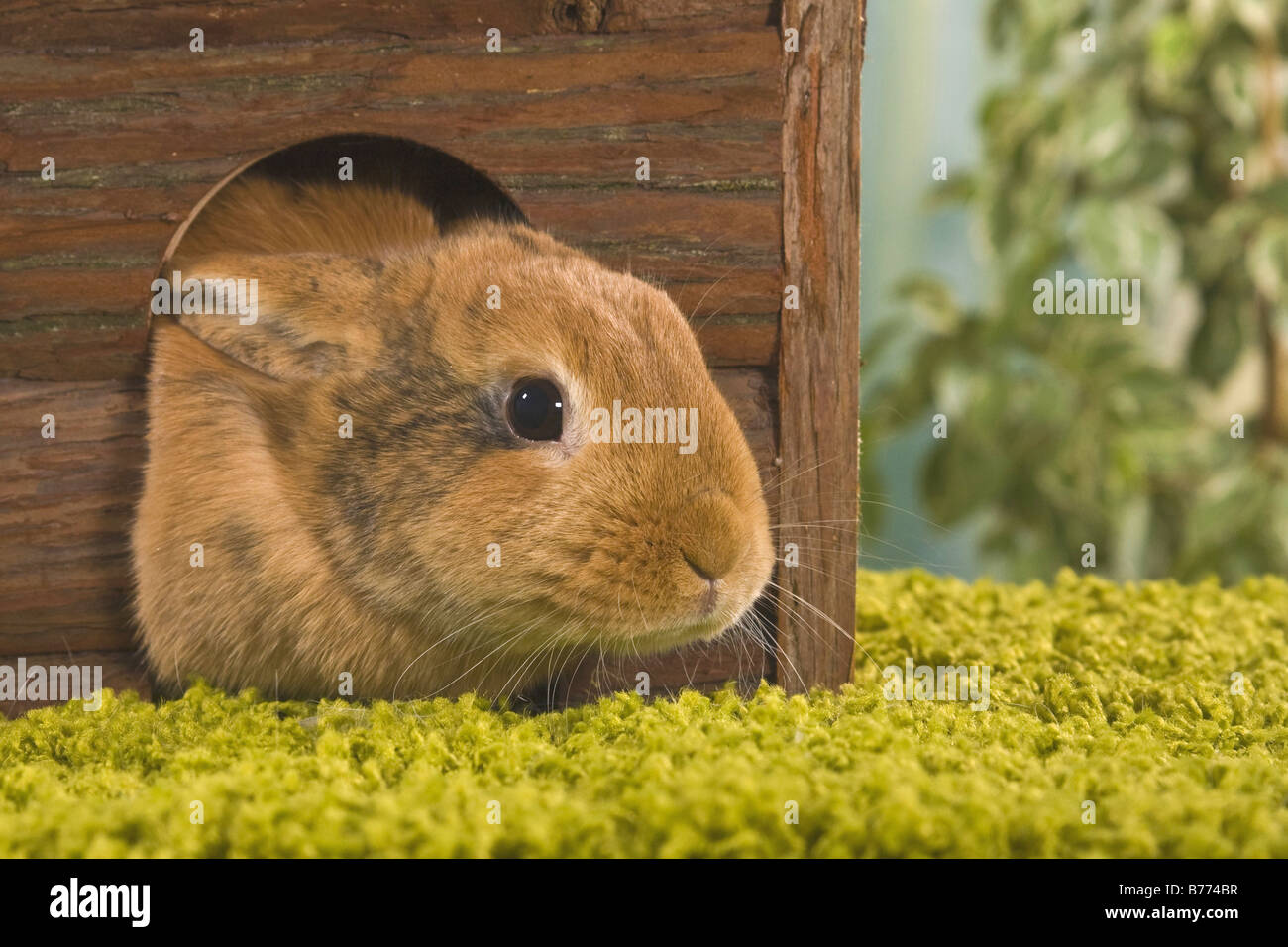 Coniglio nano (oryctolagus cuniculus f. domestica), guarda al di fuori della sua casa Foto Stock