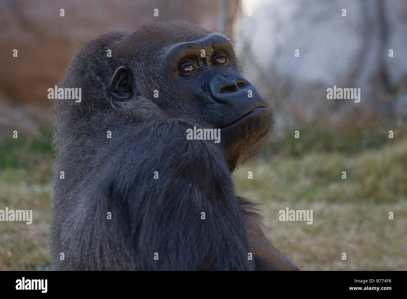 Femmina pianura occidentale Gorilla in cattività Foto Stock