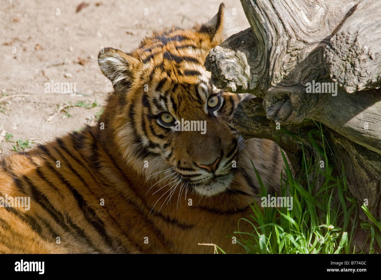 La tigre di Sumatra Cub ritratto Foto Stock