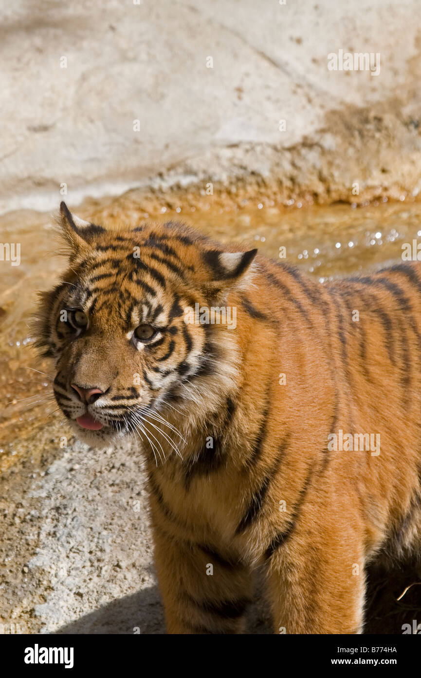 La tigre di Sumatra Cub ritratto in cattività Foto Stock