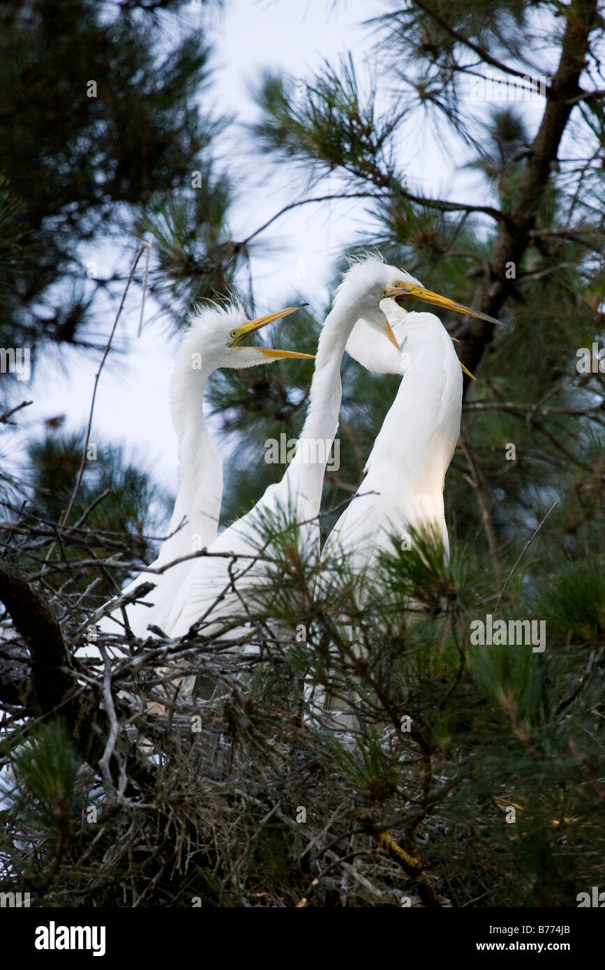 Airone bianco maggiore (Ardea alba) consente un cigolio urlando come suo pulcino di bambino attacca il genitore nel collo nel tentativo di procurarsi il cibo. Foto Stock