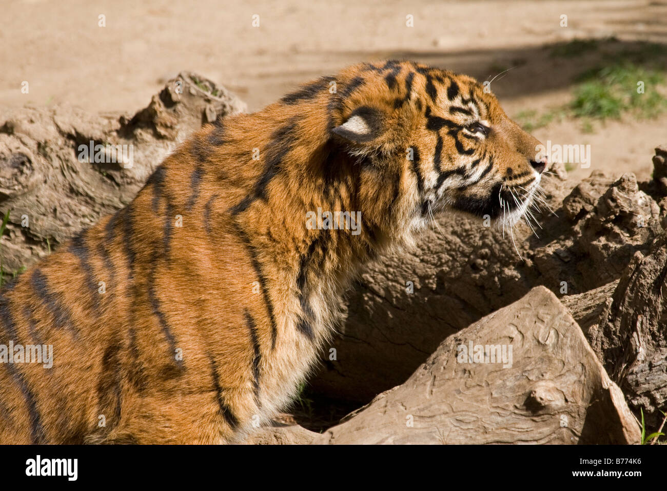 La tigre di Sumatra cub piccioli i suoi gemelli in cattività Foto Stock