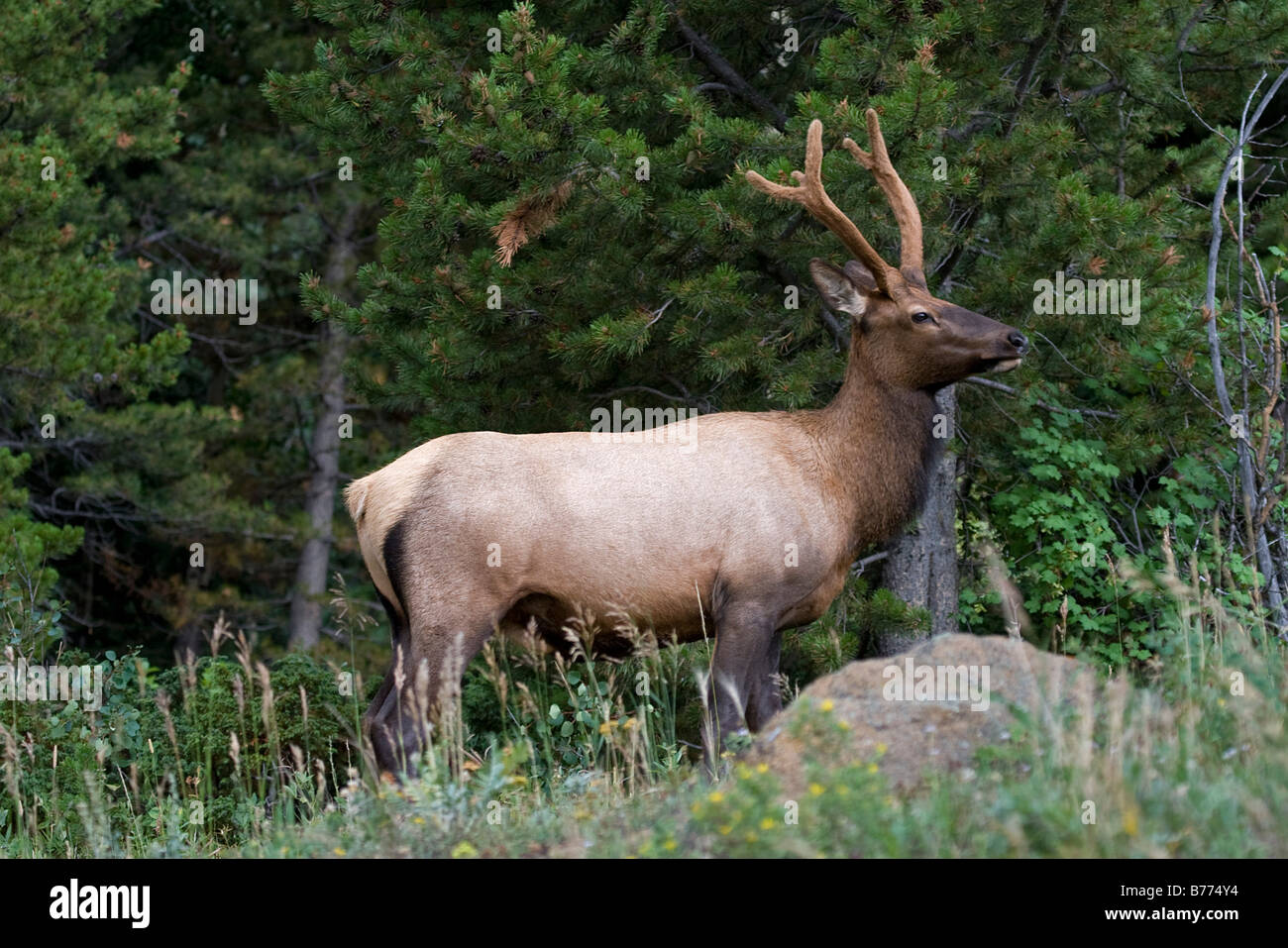 Alce maschio difendendo la sua mandria nel Parco Nazionale delle Montagne Rocciose Foto Stock