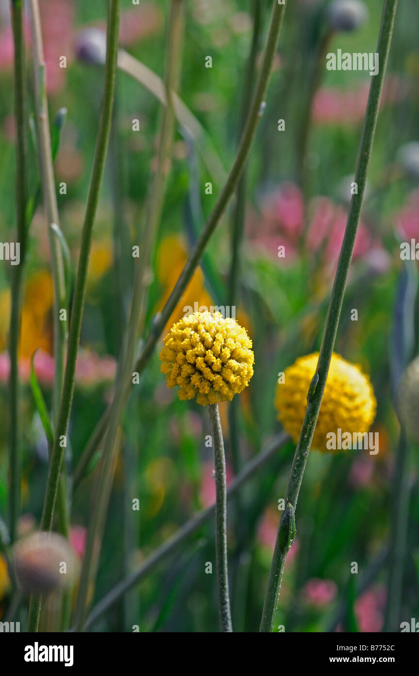 Craspedia globosa coscia Billy pulsanti forma fiore sfera sfera struttura strutturali levetta dello stelo alto e sottile Foto Stock