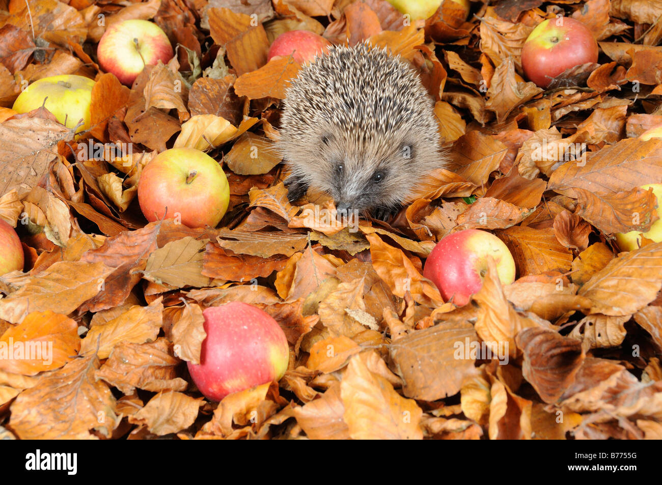 Unione Riccio Erinaceus europaeus rovistando tra foglie di autunno e manna mele Foto Stock