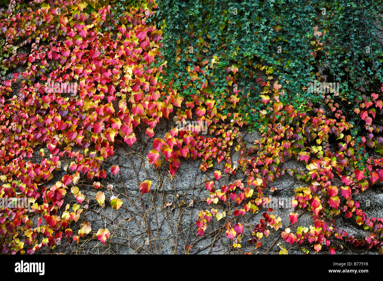 Boston Ivy (Parthenocissus tricuspidata) e inglese (Edera Hedera helix), in Baviera, Germania, Europa Foto Stock
