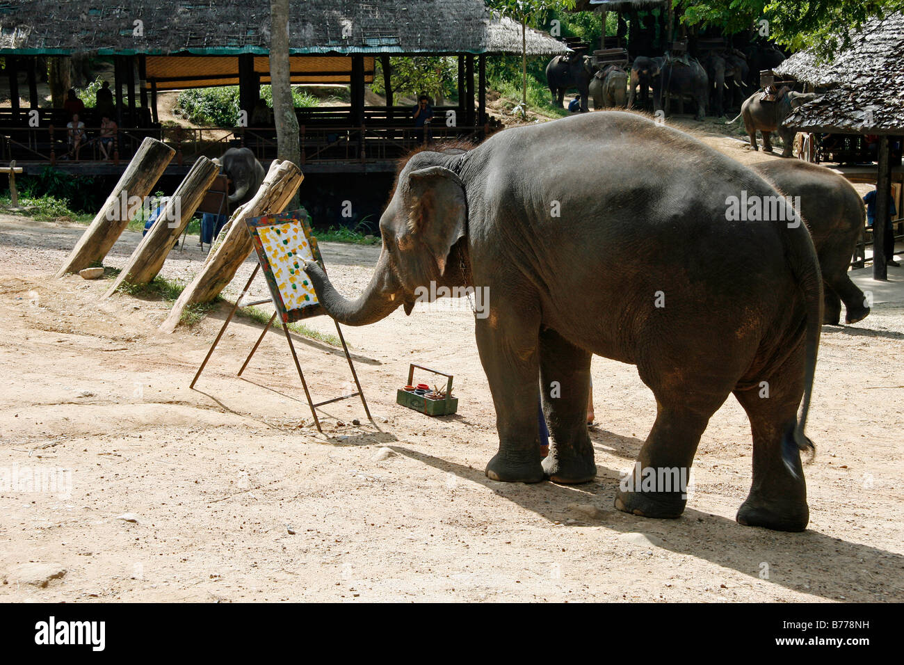 La pittura di Elefanti Elefante, agriturismo, della Valle di Mae Sa, giungla, vicino a Chiang Mai, Thailandia, Asia Foto Stock