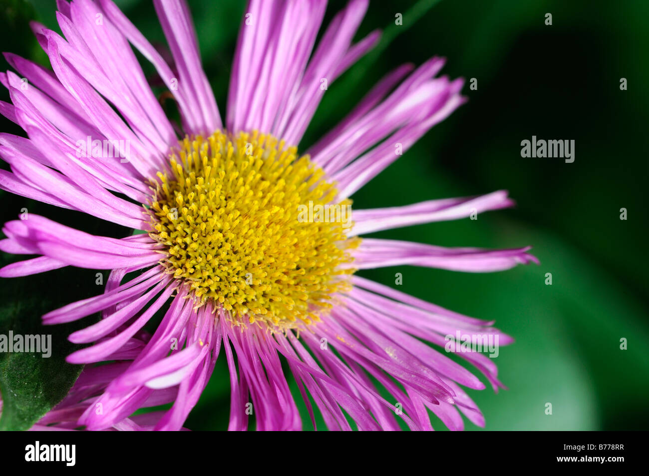 Erigeron gioiello rosa cultivar di fiori perenni bloom blossom fiore singolo closeup close up dettaglio Foto Stock