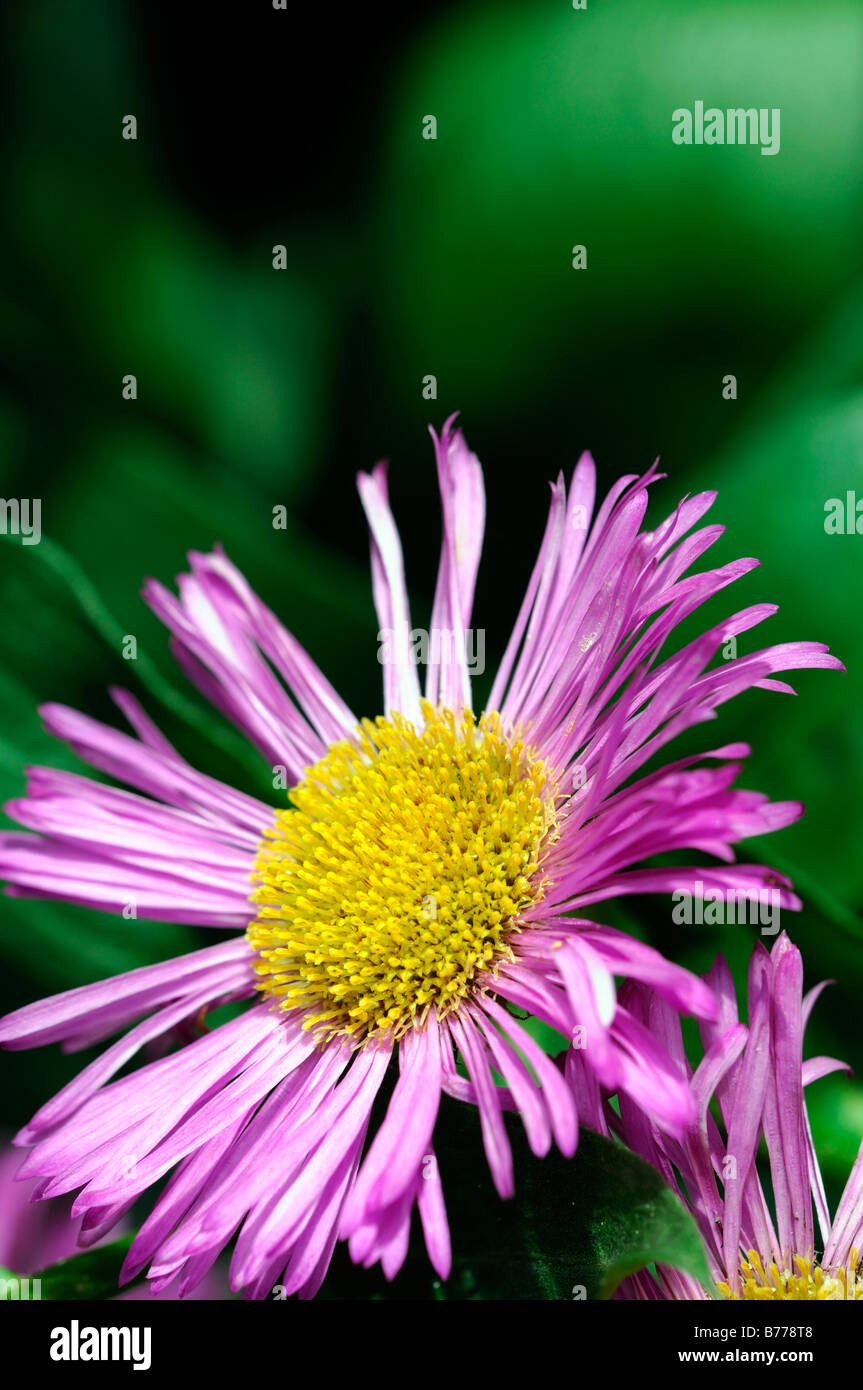 Erigeron gioiello rosa cultivar di fiori perenni bloom blossom fiore singolo closeup close up dettaglio Foto Stock