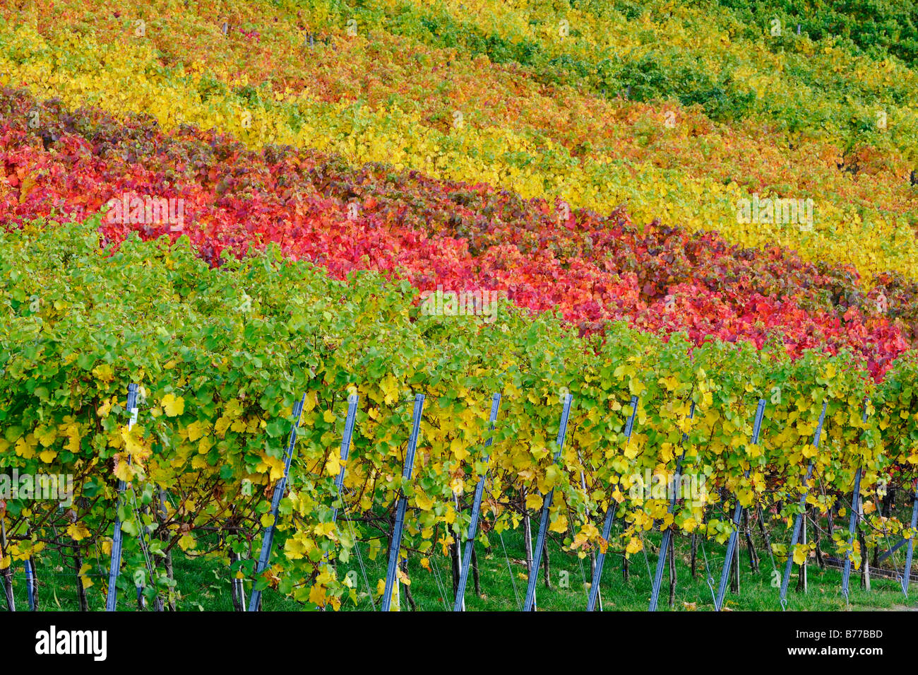 Autumnally vigna colorati Foto Stock