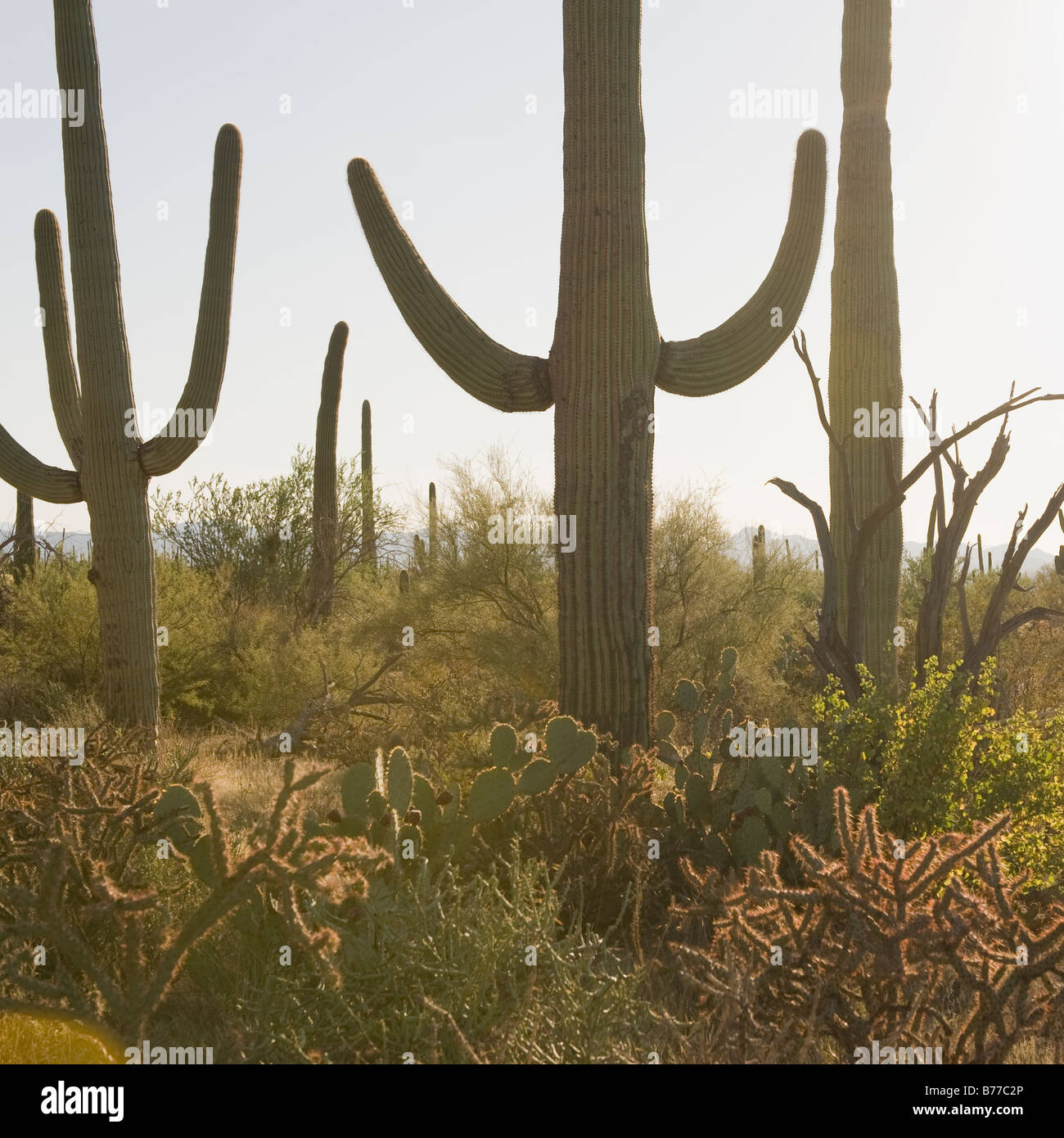 I cactus, Parco nazionale del Saguaro, Arizona Foto Stock