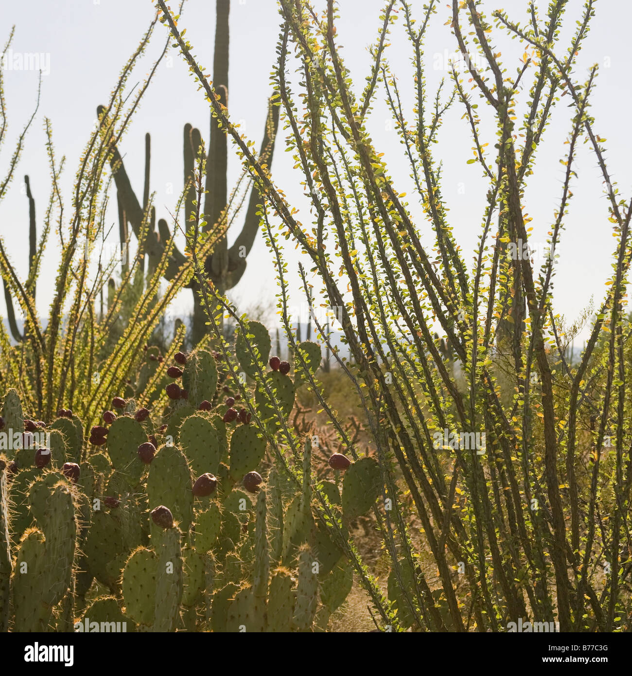 Cactus e piante del deserto, Parco nazionale del Saguaro, Arizona Foto Stock