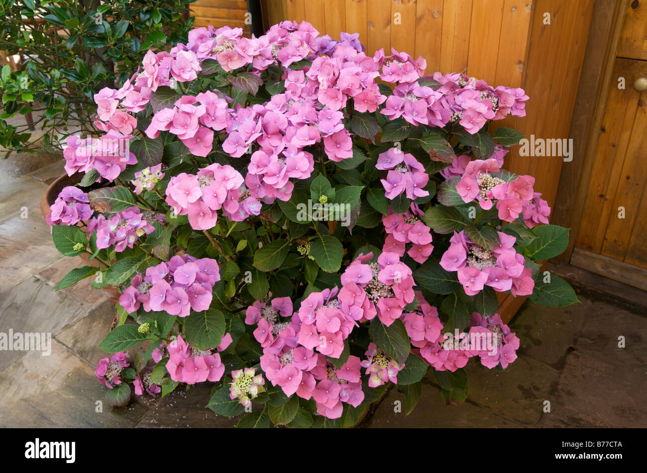 Hydrangea macrophylla Tovelit Foto Stock