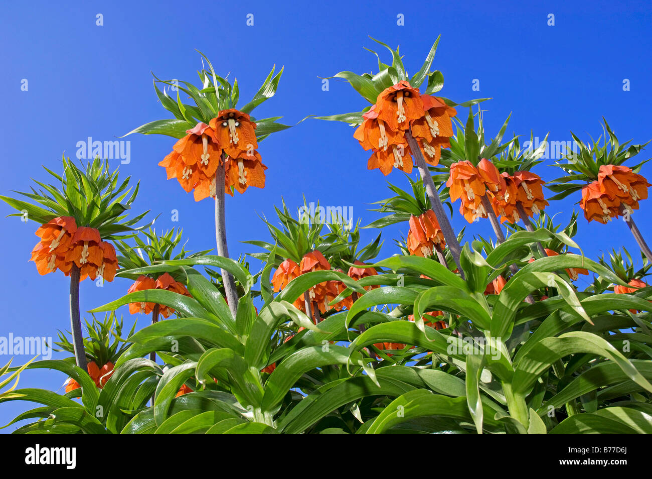 La corona imperiale o Kaiser a corona (Fritillaria imperialis), cultivar Rubra Maxima Foto Stock