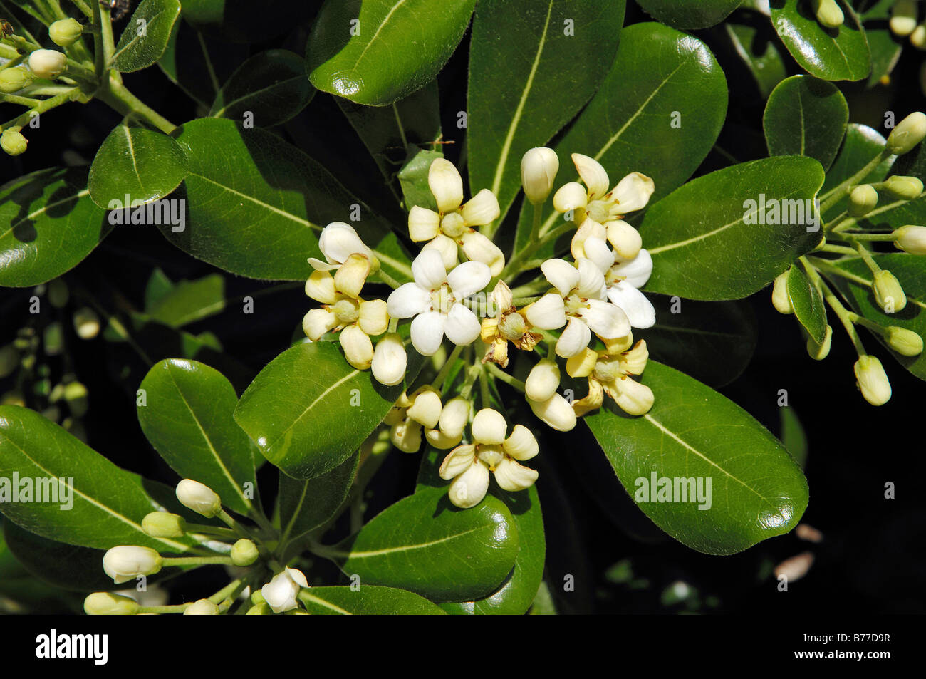 Cheesewood giapponese o giapponese (Pittosporum Pittosporum tobira) Foto Stock