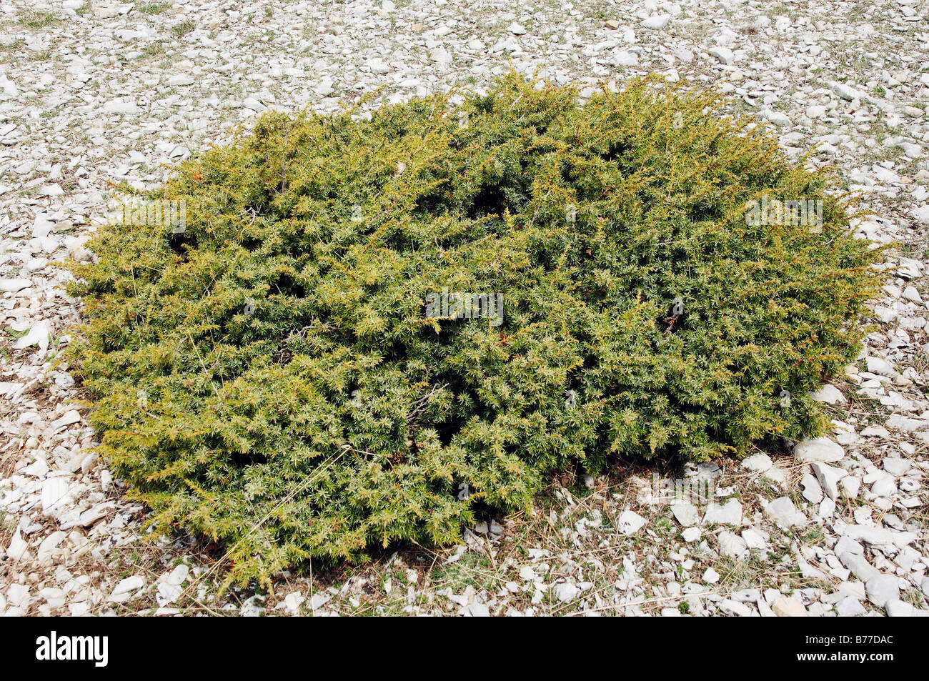 Ginepro coccolone, cade il ginepro, cedro spagnolo (juniperus oxycedrus), Provenza, Francia Meridionale, Europa Foto Stock