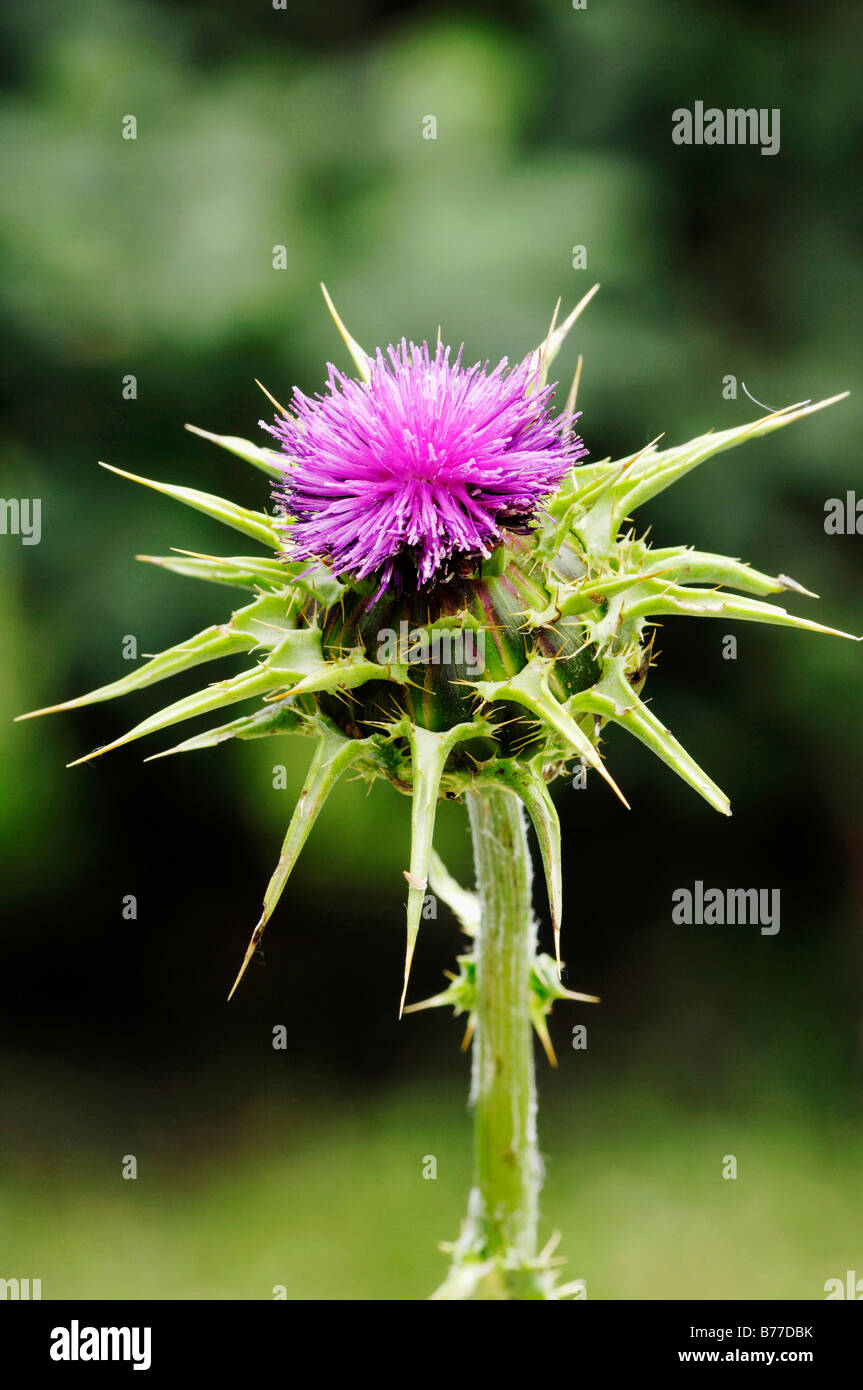 Cardo o il nostro Cardo Mariano (Silybrum marianum, Carduus Marianus), Provenza, Francia meridionale, Francia, Europa Foto Stock