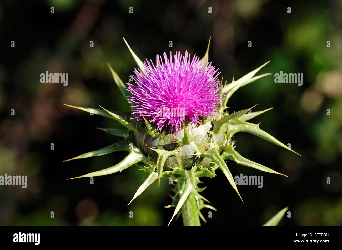 Cardo o il nostro Cardo Mariano (Silybrum marianum, Carduus Marianus), Provenza, Francia meridionale, Francia, Europa Foto Stock