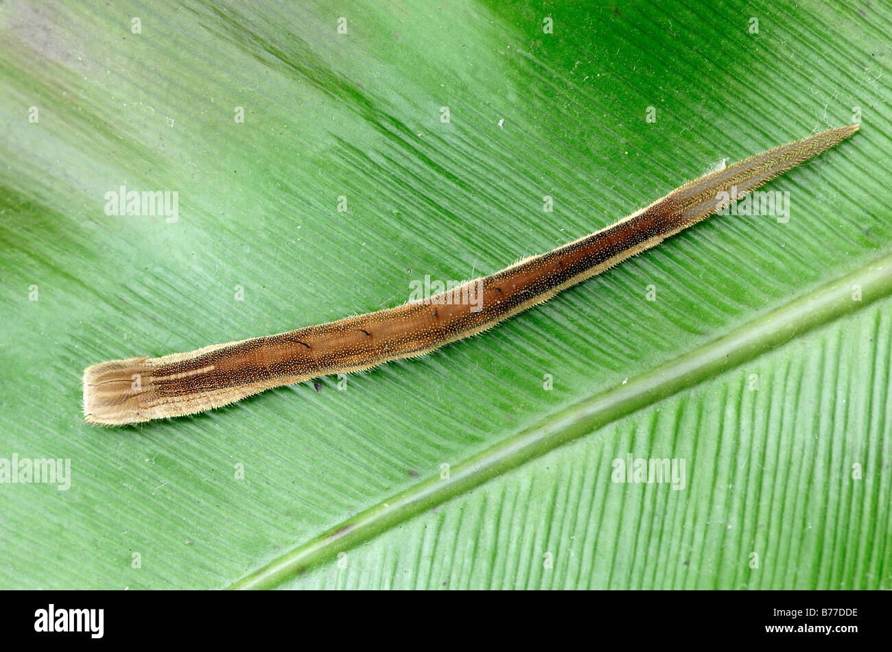 Farfalla civetta (Eryphanis polissena), Caterpillar Foto Stock