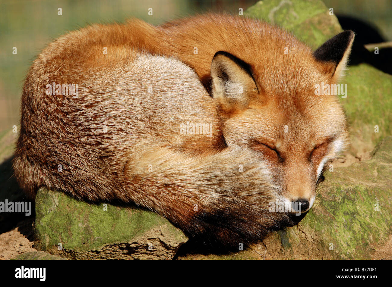 Red Fox (Vulpes vulpes vulpes), Renania settentrionale-Vestfalia, Germania, Europa Foto Stock