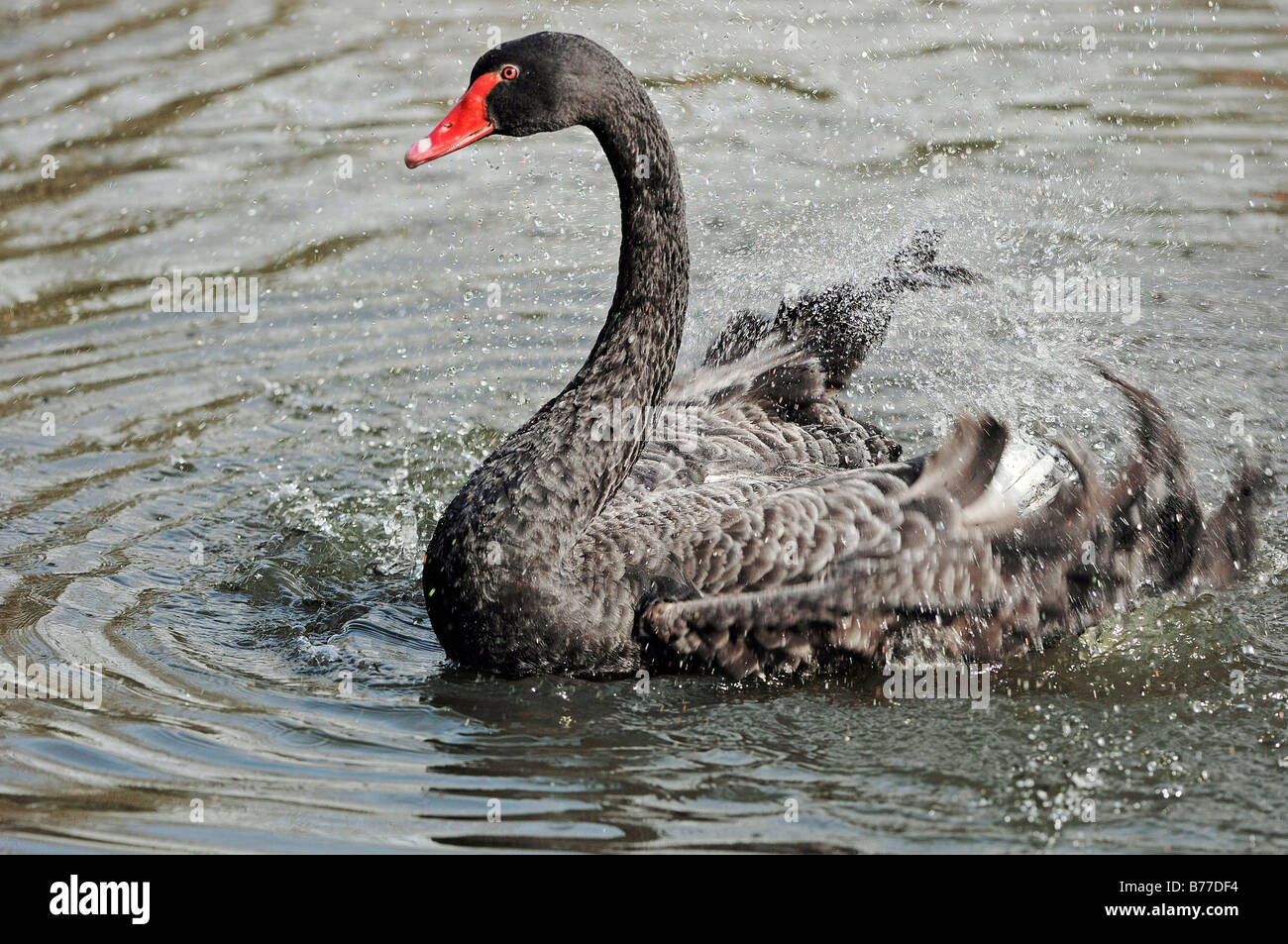 Black Swan (Cygnus atratus), di balneazione Foto Stock