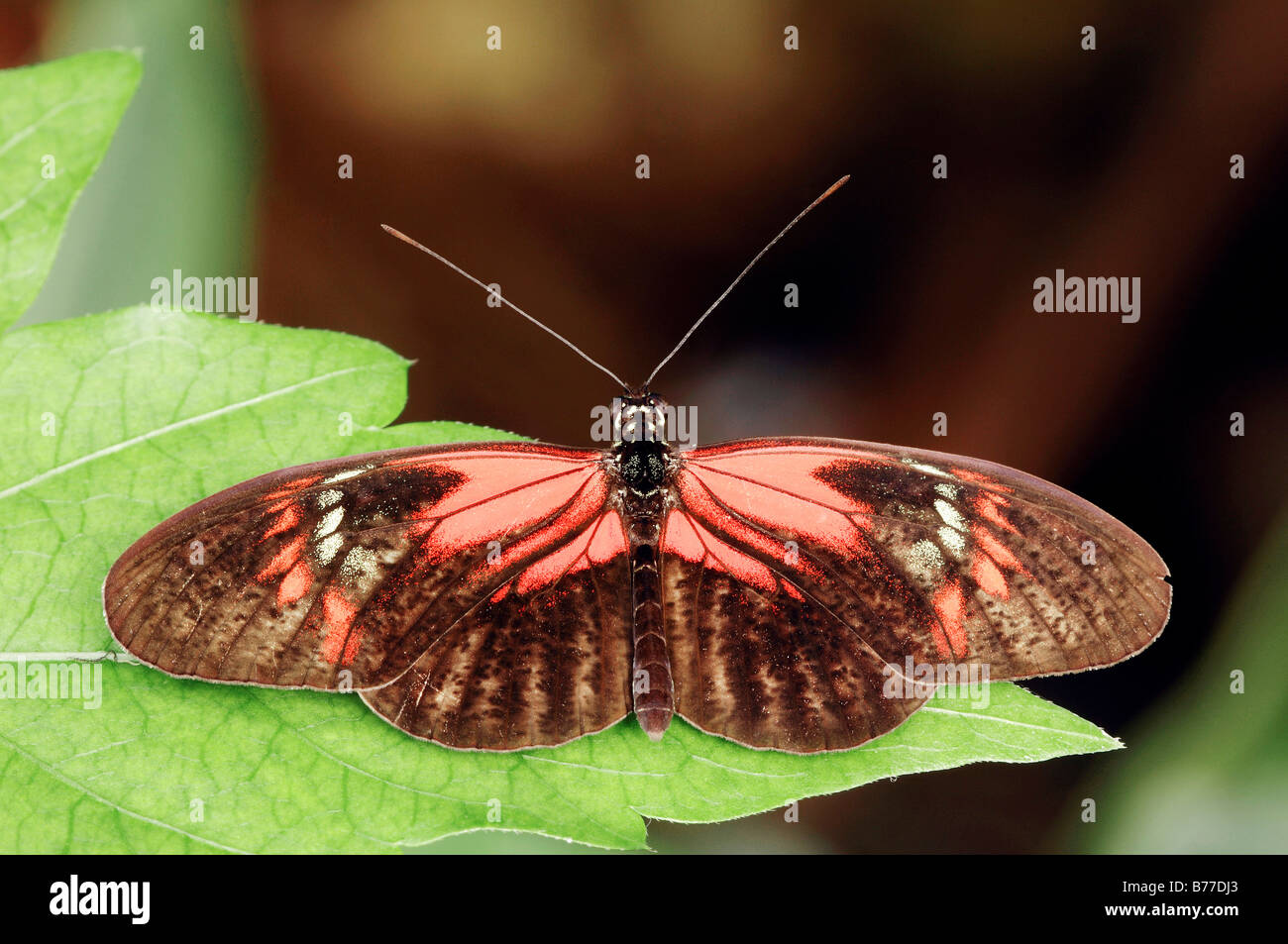 Portalettere Butterfly (Heliconius melpomene :) Foto Stock