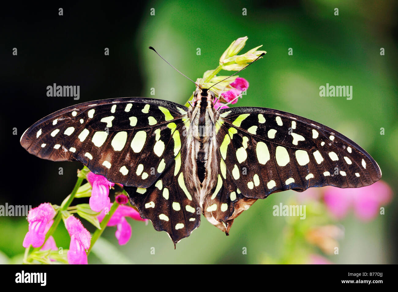 Verde-spotted triangolo, Tailed Jay (Graphium Agamennone) Foto Stock