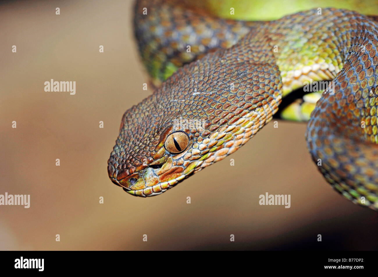 Asian Lancehead, Asian Rattlesnakes (Trimeresurus spec.) Foto Stock