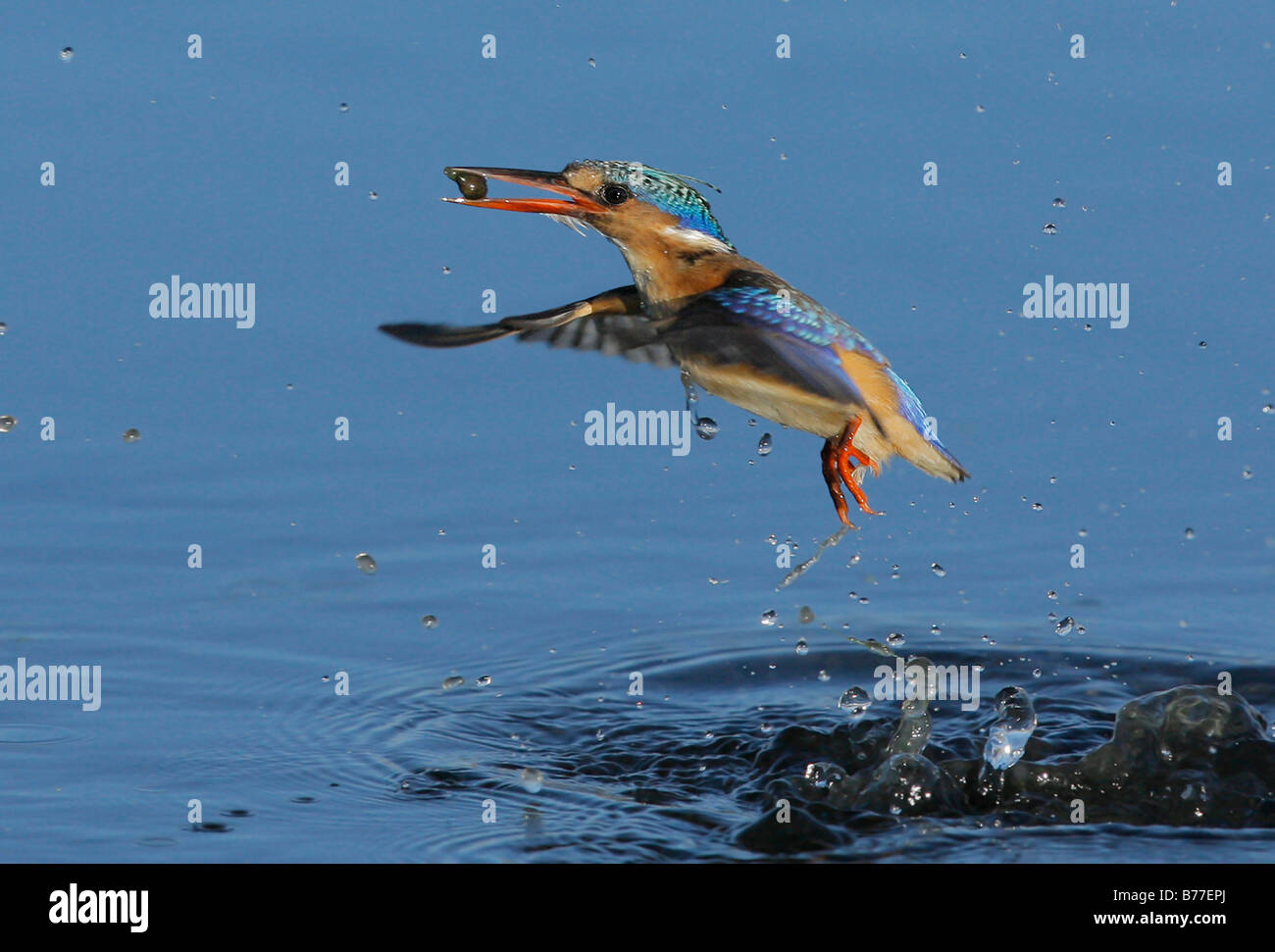 Bird emergenti dall'acqua Foto Stock