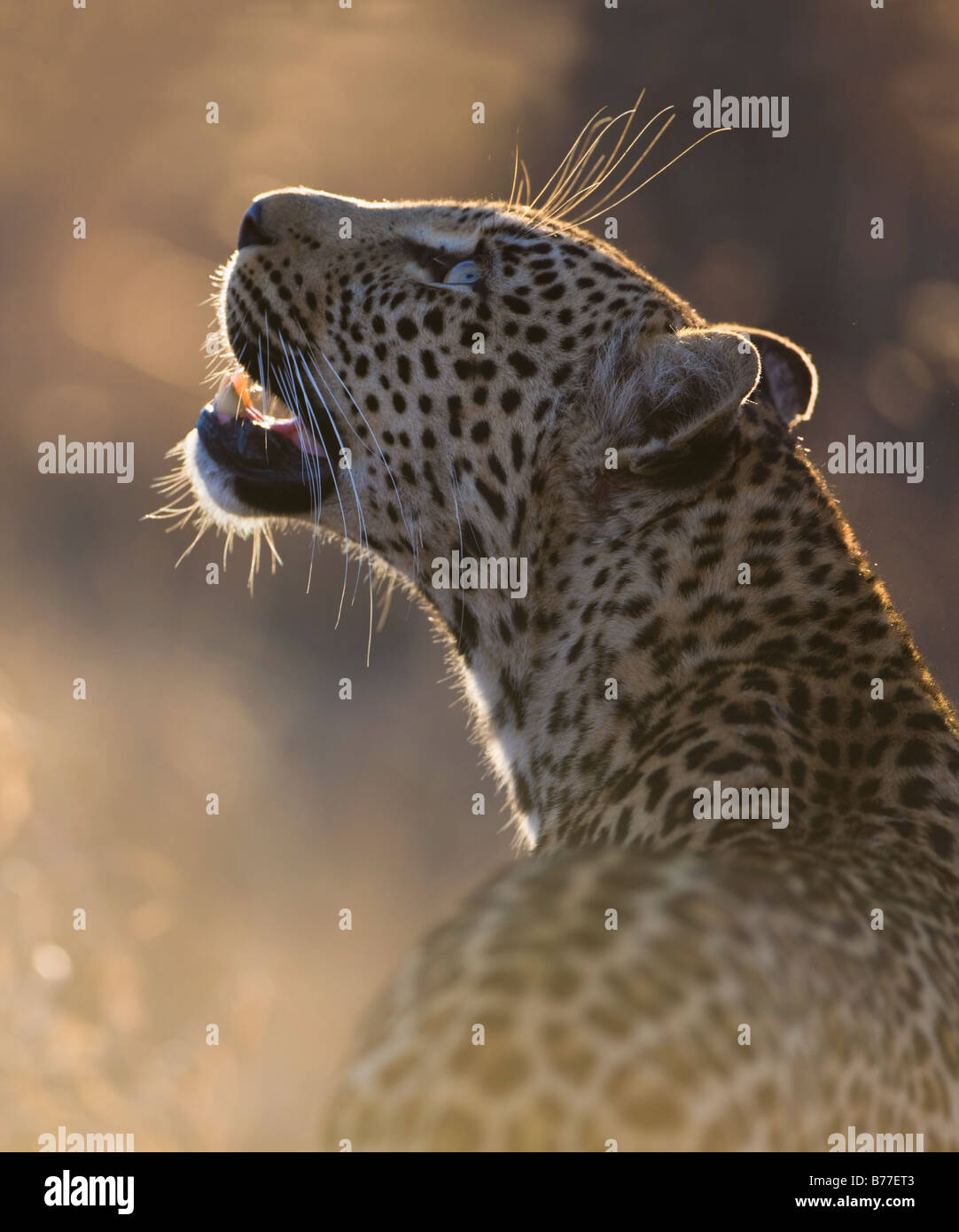 Close up di leopard cercando Foto Stock