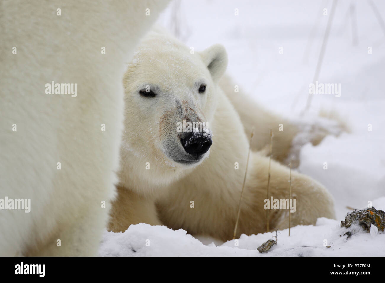 Polar Bear Cub con la madre Foto Stock