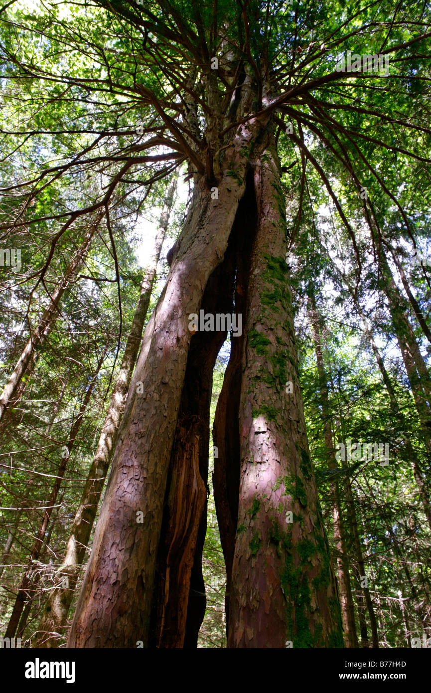 Albero in Wildlife Park, Paterzeller Eibenwald, Yew Tree Forest nei pressi di Wessobrunn, Alta Baviera, Baviera, Germania, Europa Foto Stock