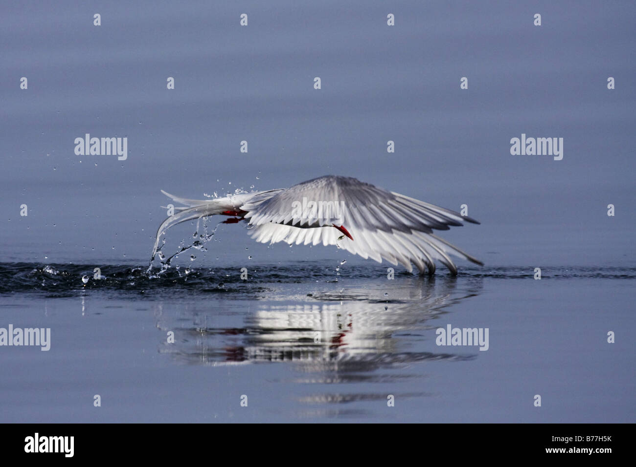 Arctic Tern (sterna paradisaea), foraggio, Norvegia Foto Stock