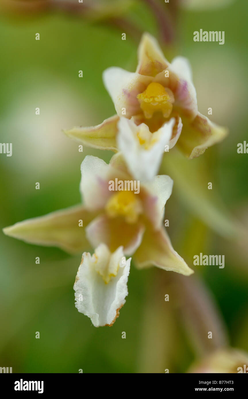 Elleborina palustre Bergonii Kenfig palustris riserva naturale nazionale del Galles UK Europa Foto Stock