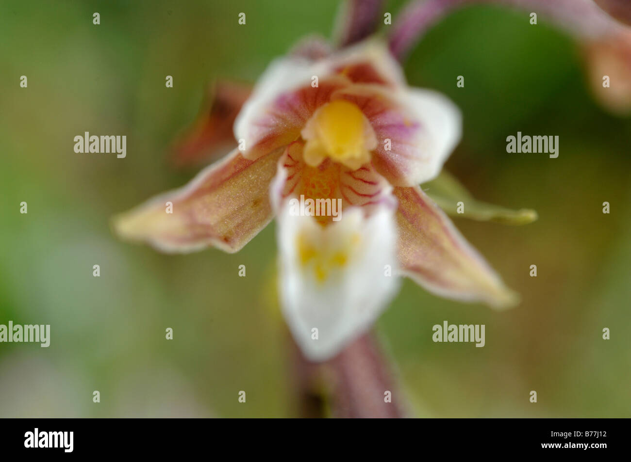 Elleborina palustre Bergonii Kenfig palustris riserva naturale nazionale del Galles UK Europa Foto Stock