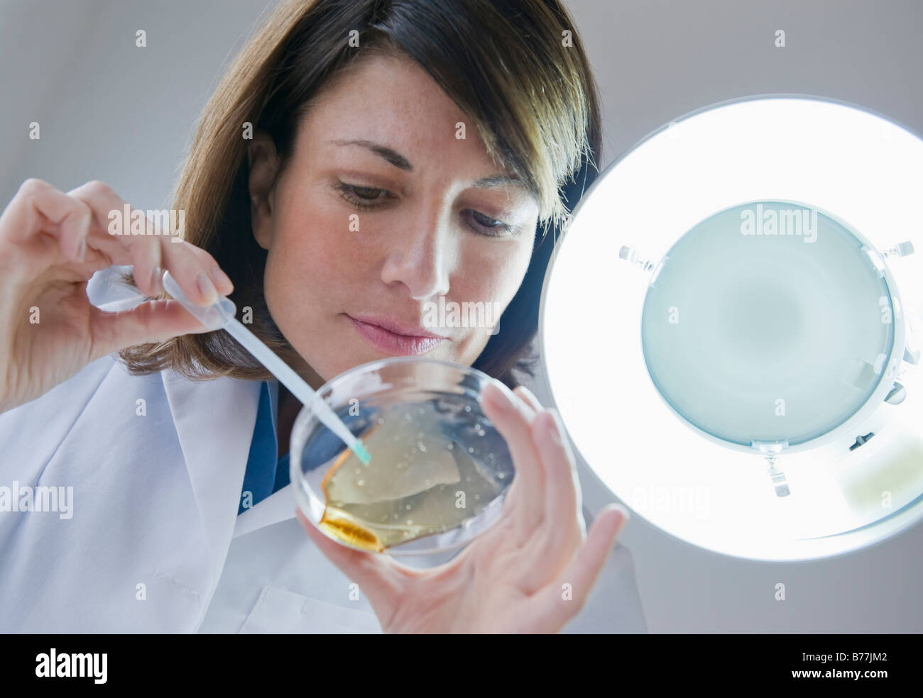 Donna scienziato liquido di gocciolamento capsula di petri Foto Stock