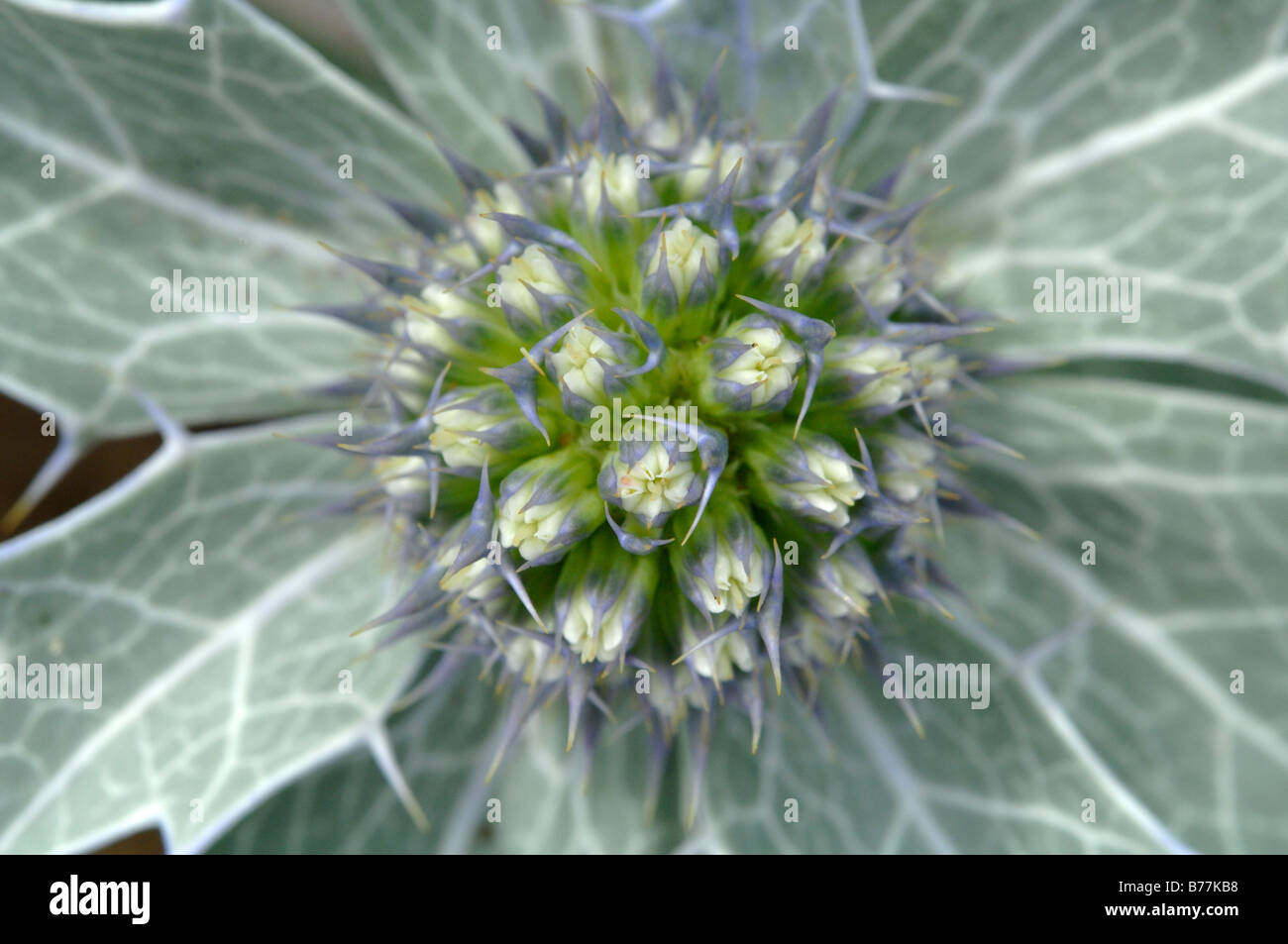 Mare holly Eryngium maritimum Kenfig riserva naturale nazionale del Galles Uk Europa Foto Stock