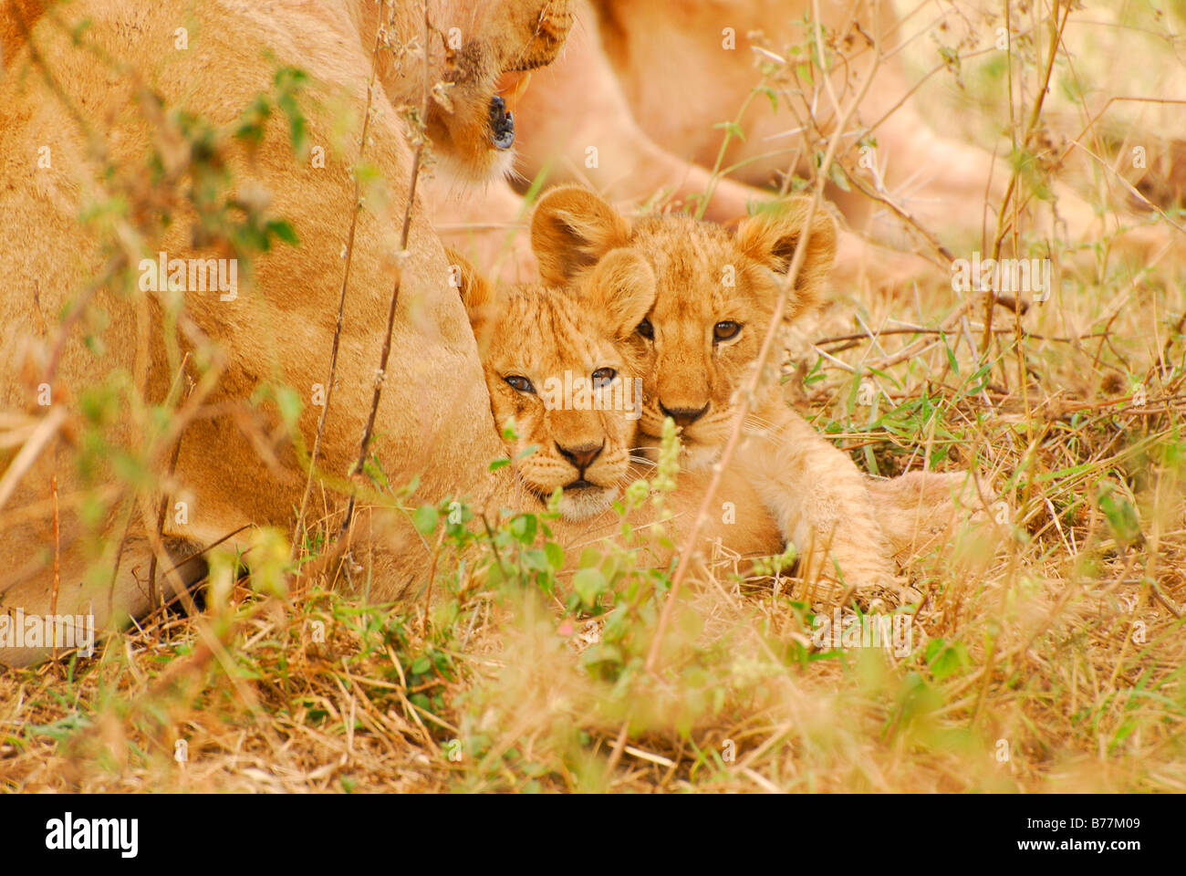 Lion Cubs (Panthera leo), il Parco Nazionale del Serengeti, Tanzania, Africa Foto Stock