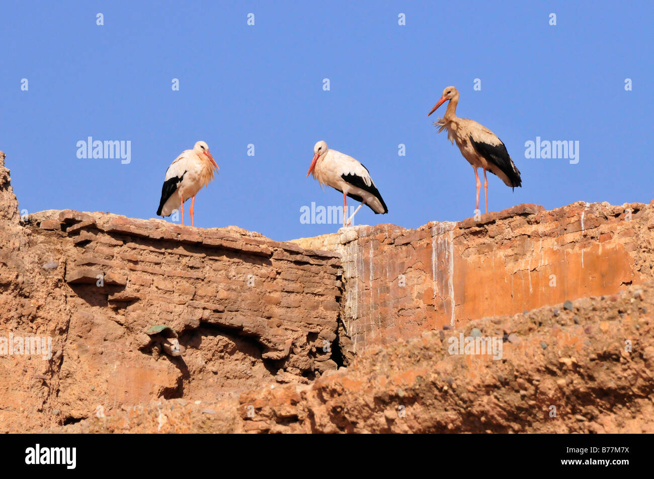 Cicogna bianca (Ciconia ciconia) su una parete del Baadi Palace, Marrakech, Marocco, Africa Foto Stock